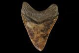 4.56" Fossil Megalodon Tooth - Georgia - #129486-2